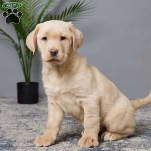 Oakley, Charcoal Labrador Retriever Puppy